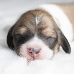 Chai - Cream male Dachshund puppy in Barnesville, Pennsylvania from Dachsy