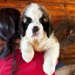 Yellow Collar - Brown and white male Saint Bernard puppy in New York from Johnson Farms