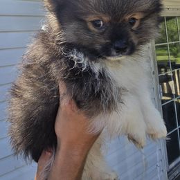Pomeranian Puppies from Petite Poms