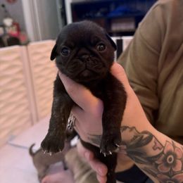 Ice Cream - Brindle female Pug puppy in Vader, Washington from Tanori Kennels