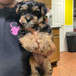 Rottweiler and Yorkshire Terrier Puppies from Superior Family Kennels