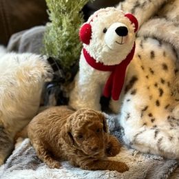 Erica - Red female Havapoo puppy in Olympia, Washington from Che Bella Amore Lagotti