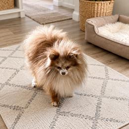 Milo - Pomeranian