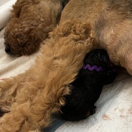Reign - Black and tan Airedale Terrier puppy in Lakewood, Washington from Hazel Blue Airedales