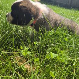 Saint Bernard Puppies from Cincinnati St. Bernards