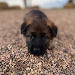 German Shepherd puppies from Smithcoshepherds