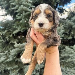 Waylon - Merle male Bernedoodle puppy in Idaho Falls, Idaho from Idahome Doodle