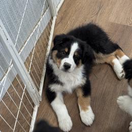 Bohdi - Black tri-color male Australian Shepherd puppy in Wheatland, Wyoming from WyoWinds Australian Shepherds