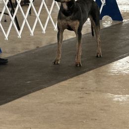 Catahoula Leopard Dogs from Lazy 44 Catahoulas