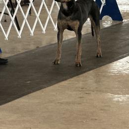 Catahoula Leopard Dogs from Lazy 44 Catahoulas