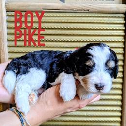 Pike - Tri-color male Bernedoodle puppy in Cambridge, Minnesota from Country Meadow Doodles