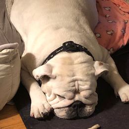 Rabbit - Bulldog