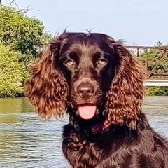 Maggie - Boykin Spaniel