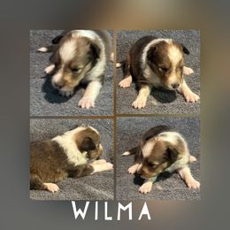 Wilma - Sable and white female Shetland Sheepdog puppy in Pensacola, Florida from Nancy Barger's Siberian Huskies