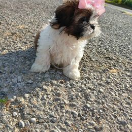 Shih Tzu Puppies from Lady Class Kennel