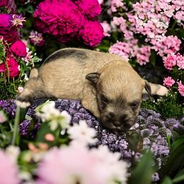 Labradoodle, Miniature Schnauzer, and Poodle Puppies from Orange Blossom Kennel