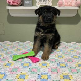 Ellie - Black and tan female German Shepherd puppy in Stanardsville, Virginia from Majestic K9 LLC