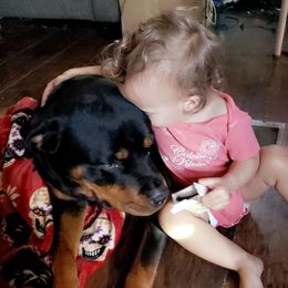Rottweiler All Grown Up from Sullivan Rotties