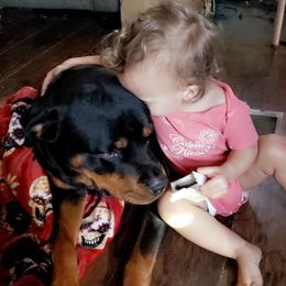 Rottweiler All Grown Up from Sullivan Rotties