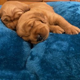 Golden Retriever Puppies from Golden Peak Retrievers