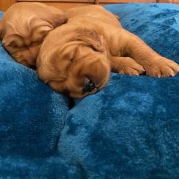 Golden Retriever Puppies from Golden Peak Retrievers
