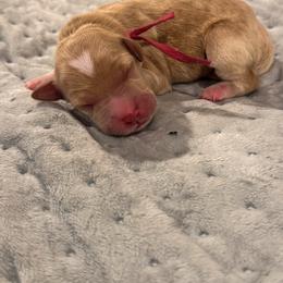 Poppy - Red  female Goldendoodle puppy in Rose Hill, North Carolina from Red Door Canines