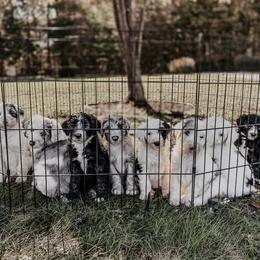 Sheepadoodle Puppies from DOODCompany