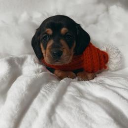 Benito - Black and tan male Dachshund puppy in San Diego, California from Enchantables