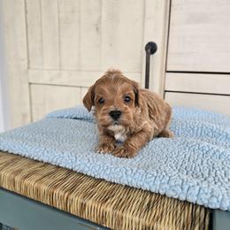 Richard - Red  male Goldendoodle puppy in Floyd, Virginia from Hearts and Paws Poodles and Doodles