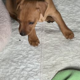 Miniature Pinscher Puppies from Copperspur kennel