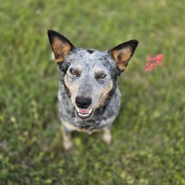 Australian Cattle Dog puppies from Fun Size Heelers