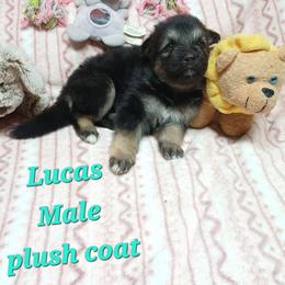 Lucas Aqua Collar - Black and red male German Shepherd puppy in Bedias, Texas from TiPi S Ranch's German Shepherds