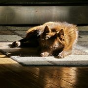 Mocha - Schipperke