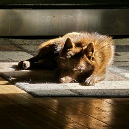 Mocha - Schipperke
