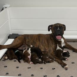 Boxer puppies from Blazing Boxers