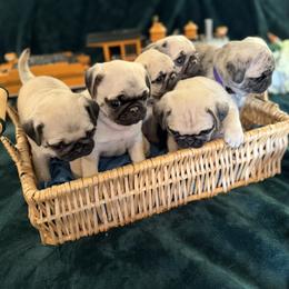Pug Puppies from Purebred Pugs of Puget Sound