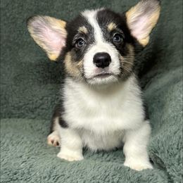 Boy 8 - Black and tan male Pembroke Welsh Corgi puppy in Surprise, Arizona from Ruff and Rowdy Corgis