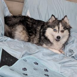 Cricket a.k.a Kiki - Wolf sable female Pomsky puppy in Hurleyville, New York from My Crazy Pomskys