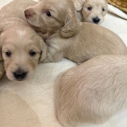 Dachshund Puppies from Chilidog Dachshunds