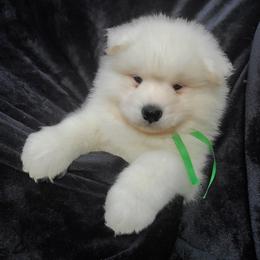 Samoyed Puppies from Limelight Samoyeds