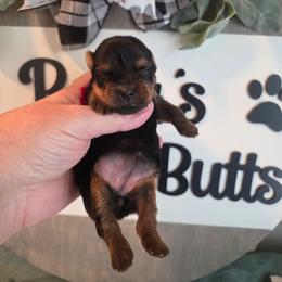 Nevaeh - Black and gold female Yorkshire Terrier puppy in Clermont, Florida from Bella's Prissy Butts