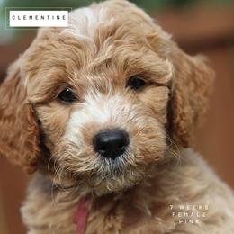 Leah - Parti female Goldendoodle puppy in Lawton, Oklahoma from Nova's Minidoodles