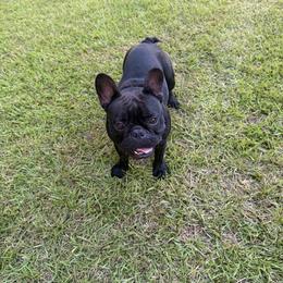 Joanna Magnolia - Brindle and white female French Bulldog puppy in White Oak, Georgia from Jubilee Ridge Farm