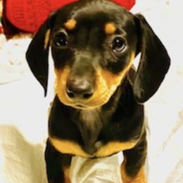 Dachshunds from Mini Dachshund Puppies