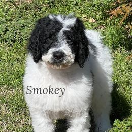 Smokey (stone blue) - Parti Goldendoodle puppy in Indian Trail, North Carolina from Castleberry Doodles and Poodles