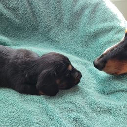 Dachshunds from Russell Farms Dachshund