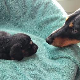 Dachshunds from Russell Farms Dachshund