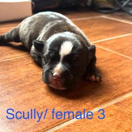 F3 - Brindle and white female Staffordshire Bull Terrier puppy in Longview, Texas from PWH Farms