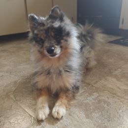 Crete - Pomsky