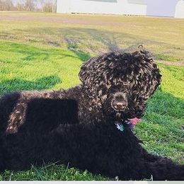 Portuguese Water Dog All Grown Up from Siesta PWD’s